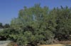 'Burgundy', Burgundy Desert Willow