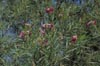 'Burgundy', Burgundy Desert Willow in Flower