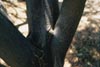 Desert-Willow trunk