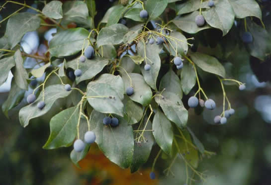 Chinese Fringetree Berries