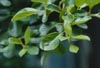 Chinese Fringetree Leaves
