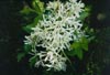 Chinese Fringetree Flowers