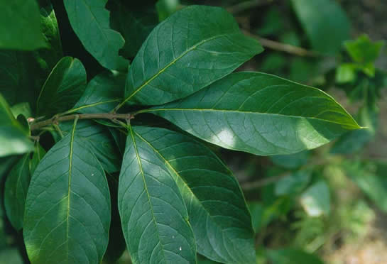 Fringetree Leaves