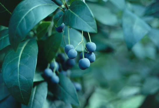 Fringetree Berries