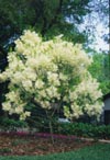 Fringetree in Flower