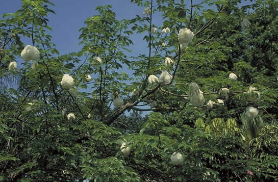 Red Silk Cotton Tree - Tree selection - Landscape plants - Edward F. Gilman  - UF/IFAS