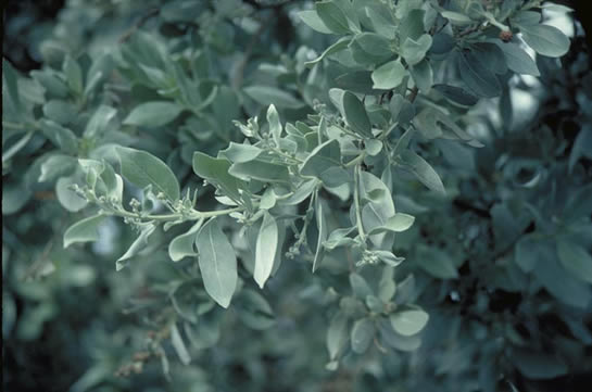 Silver Buttonwood Leaves
