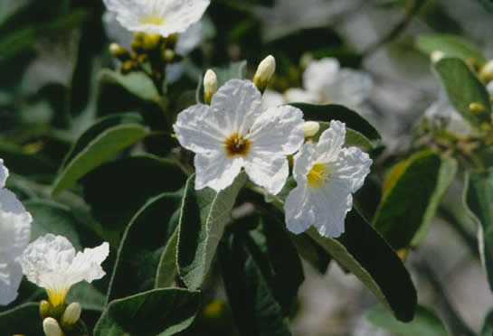 Wild Olive Flowers