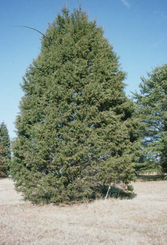 Arizona Cypress