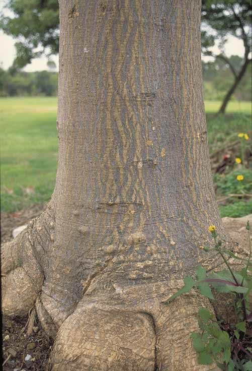 Coral Tree Bark