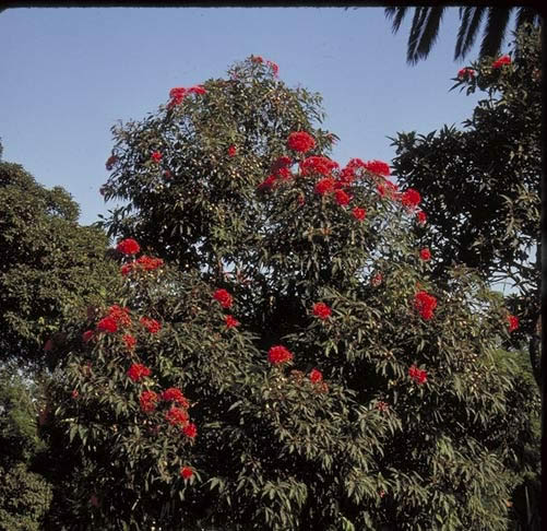 Red-flowered Gum in Flower