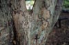 Gruminchama bark