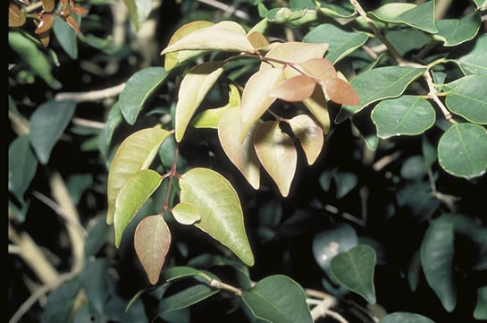 Eugenia rhombia, Stopper Leaves