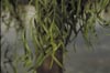 Australian Willow Leaves