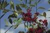 Dahoon Holly Berries