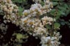 Acoma Crapemyrtle Flowers