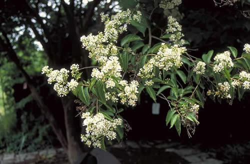 Townhouse Crapemyrtle Flowers