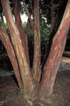 Townhouse Crapemyrtle