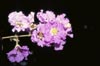 Queen's Crapemyrtle Flowers