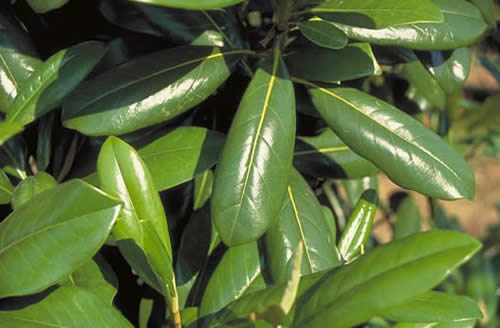 Greenback Magnolia