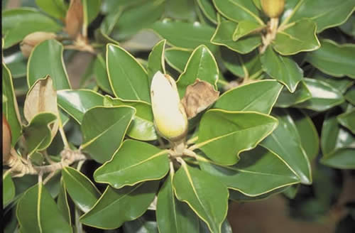 Little Gem Magnolia Leaves and Bud