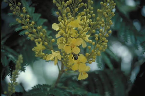 Copperpod Flowers