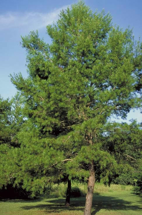 Spruce Pine - Tree selection - Landscape plants - Edward F. Gilman - UF