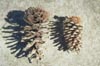 Longleaf Pine Cones