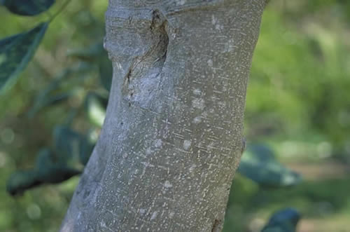 Jamaica Dogwood Bark