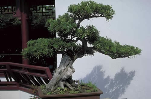 Chinese Podocarpus