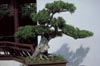 Chinese Podocarpus