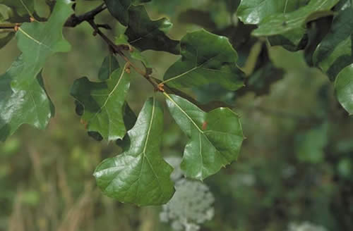 Blackjack Oak Leaves