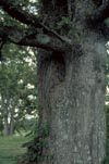 Post Oak  Trunk