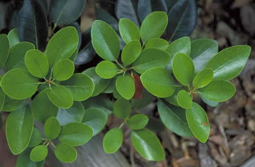 Rhodolea Leaves