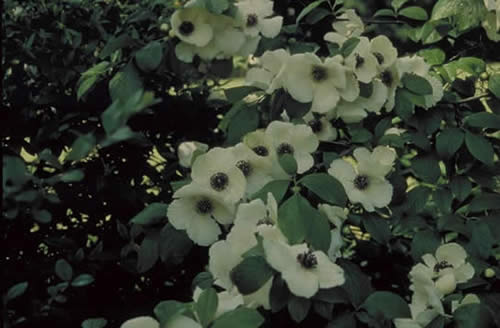 Silky Stewartia Flowers