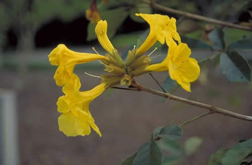 Golden Trumpet Tree Flowers