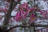 Pink Trumpet Tree Flowers