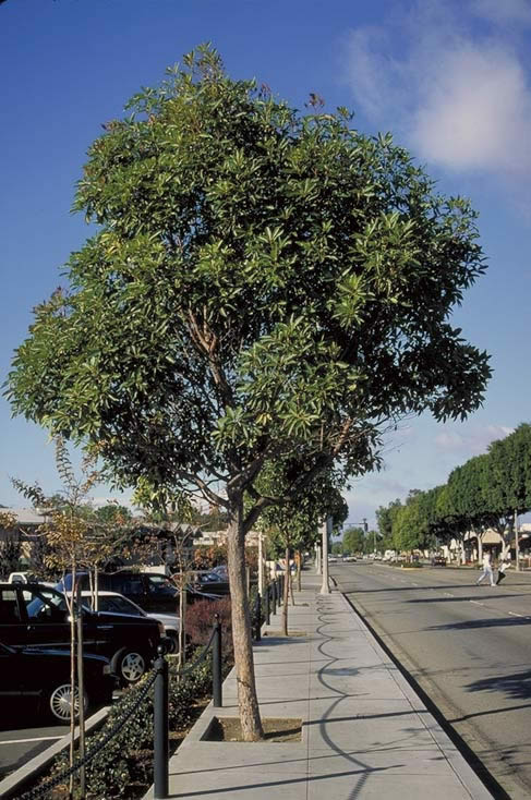 brisbane box tree root system - Meridith Cromer