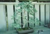 Winged Elm bonsai