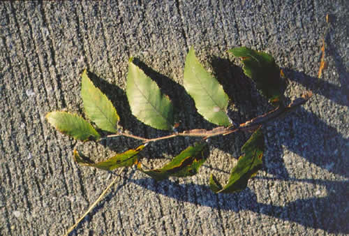 Winged Elm leaves