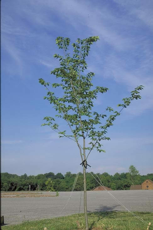 'Valley Forge', American Elm
