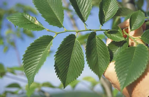 'Valley Forge', American Elm leaves