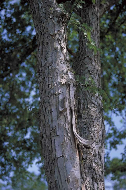 Cedar Elm Bark