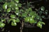 Sparkleberry leaves