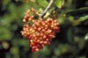 Sweet Viburnum berries