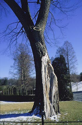 tree with major defect
