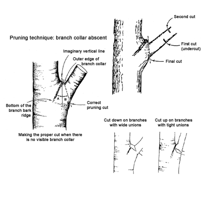 large branch removal illustration
