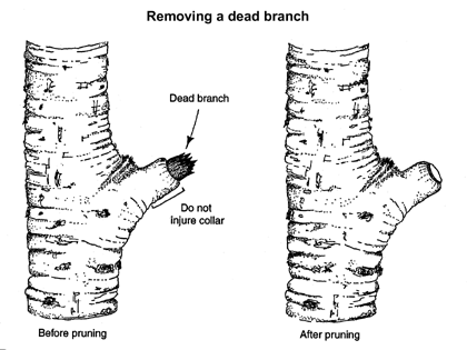 removing dead branch illustration