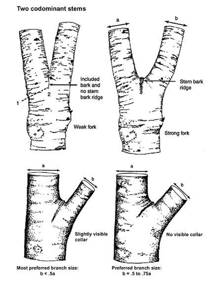 two codominant stems
