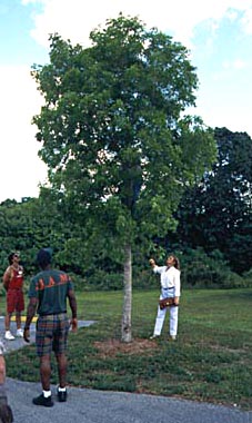 man looking at tree branches